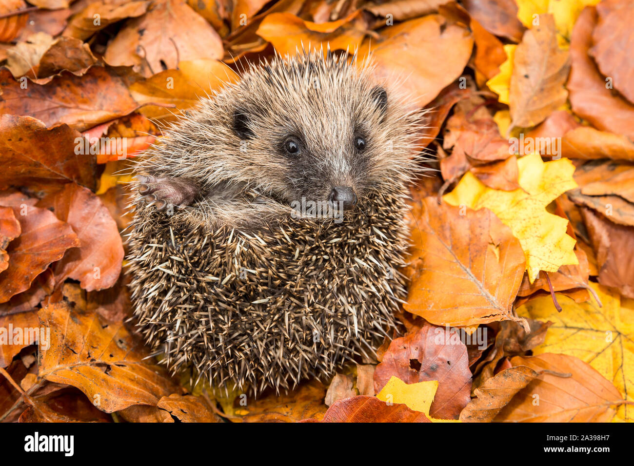 Hedgehog, (Scientific name: Erinaceus europaeus) Native, wild European hedgehog curled into a ball in colourful Autumn or Fall leaves.  Close up.  Hor Stock Photo