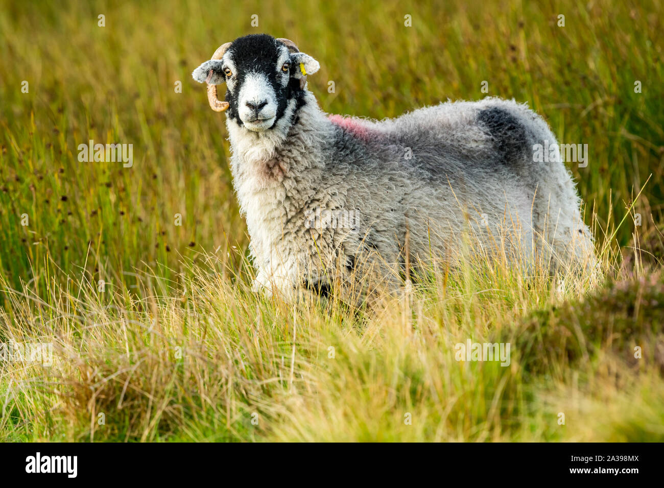 Swaledale sheep, a ewe, or female sheep stood in rough pasture land in Yorkshire Dales.  Facing left.  Landscape, Horizontal, Space for copy. Stock Photo