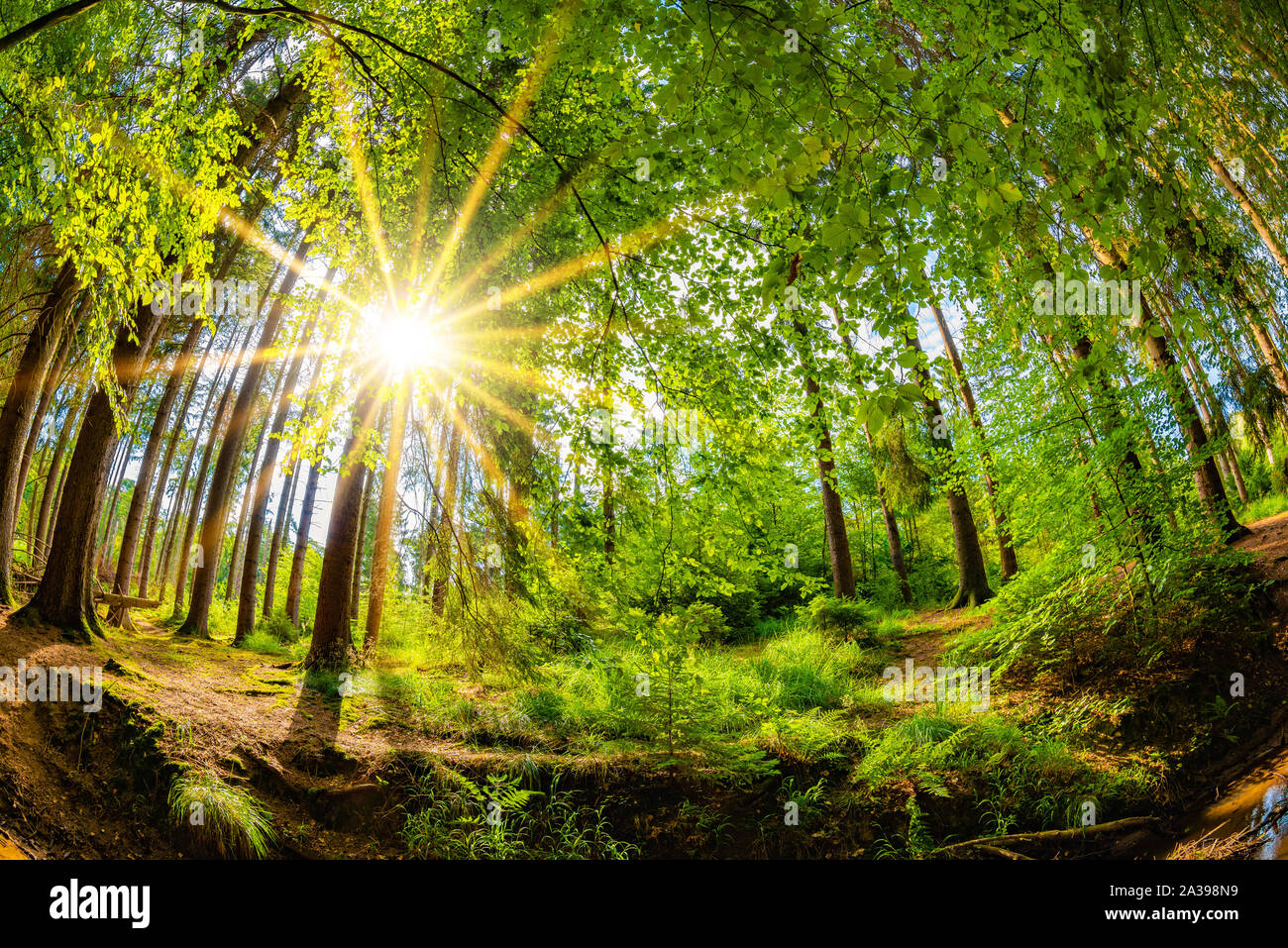 Beautiful forest in summer with bright sun shining through the trees Stock Photo