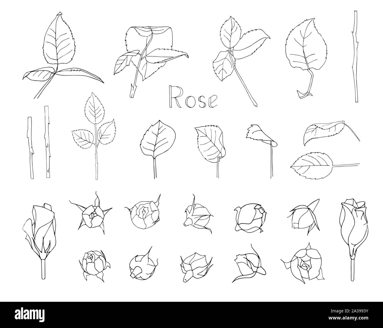Vector illustration. Big set of hand drawn floral elements isolated on ...