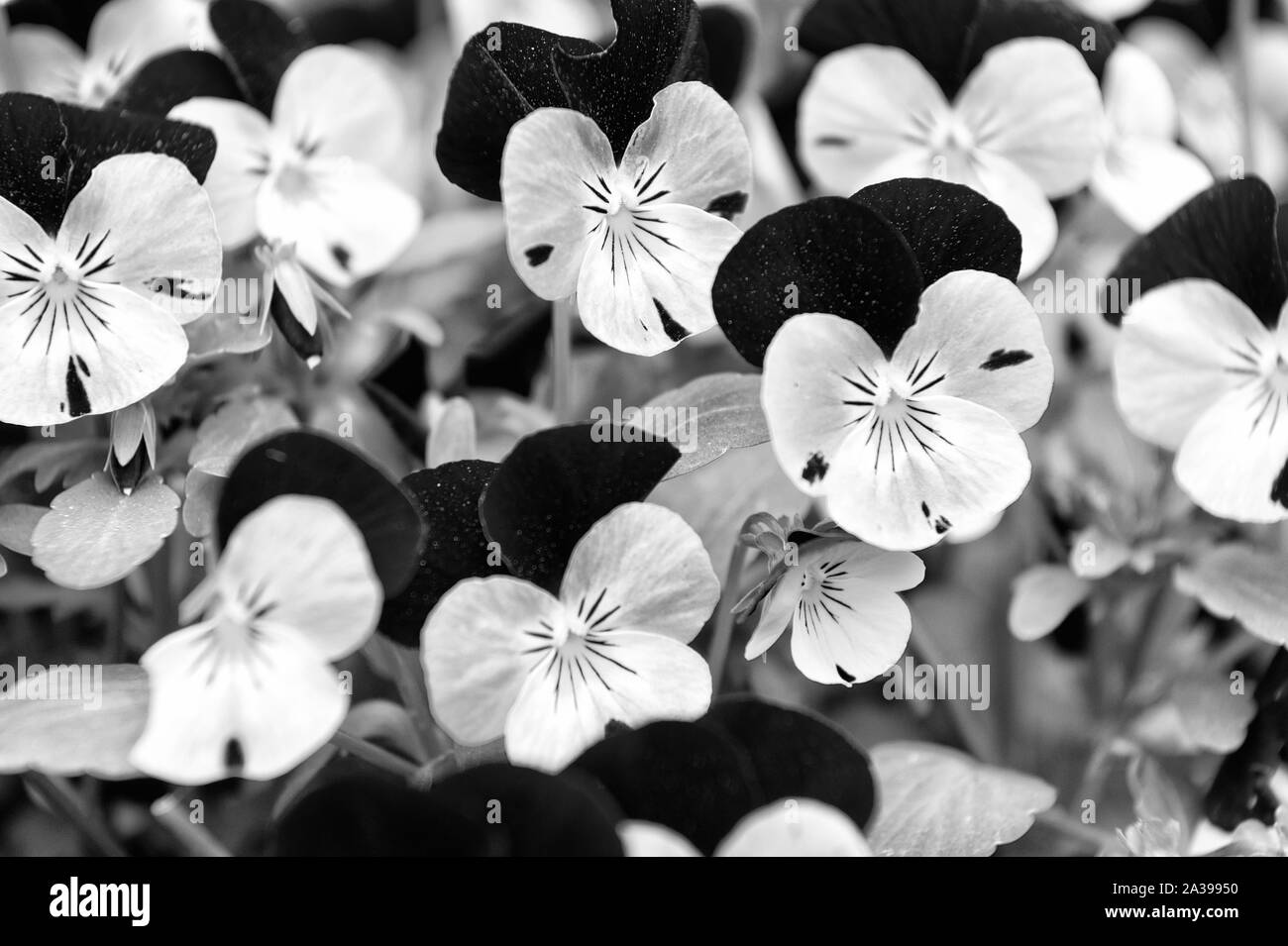 Heartsease viola flower. Viola genus of flowering plants in violet ...