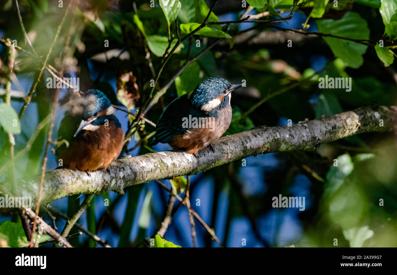 Two juvenile kingfishers on a branch. Stock Photo
