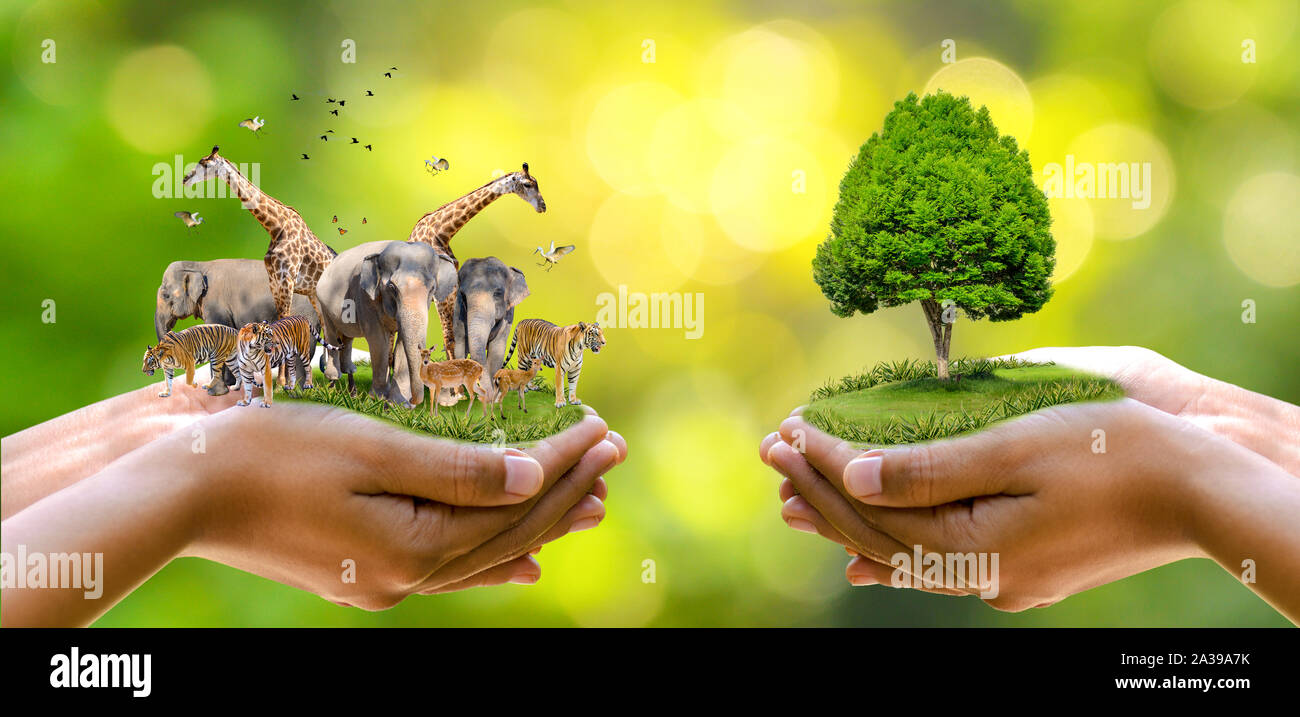 Concept Nature reserve conserve Wildlife reserve tiger Deer Global warming Food Loaf Ecology Human hands protecting the wild and wild animals tigers d Stock Photo