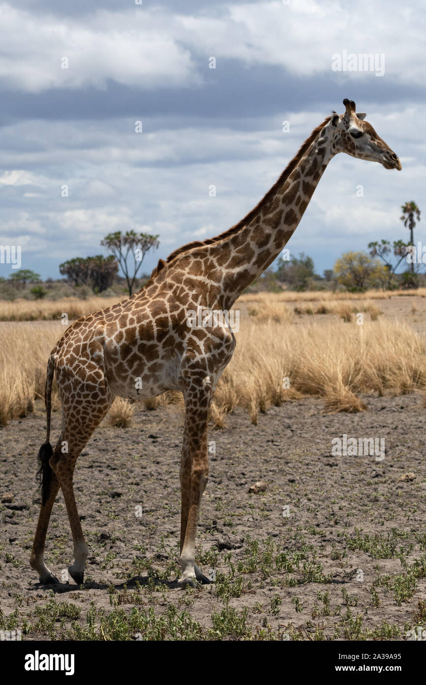 Masai giraffe in Selous Game Reserve in Tanzania Stock Photo
