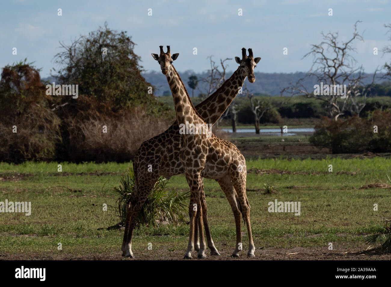 Masai giraffe in Selous Game Reserve in Tanzania Stock Photo