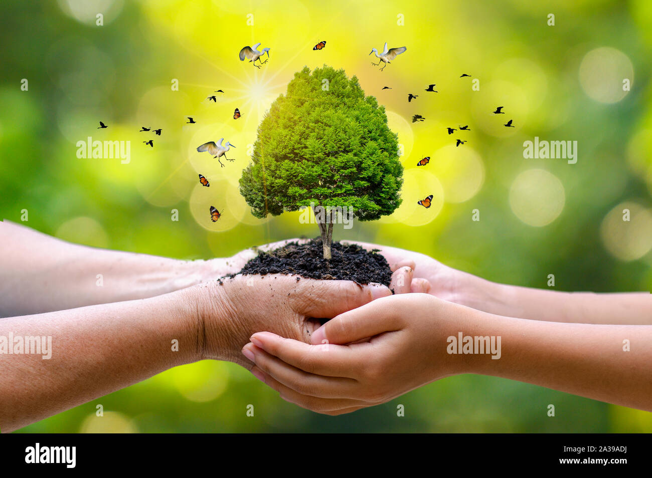 In the hands of trees growing seedlings. Bokeh green Background Female hand holding tree on nature field grass Forest conservation concept Stock Photo