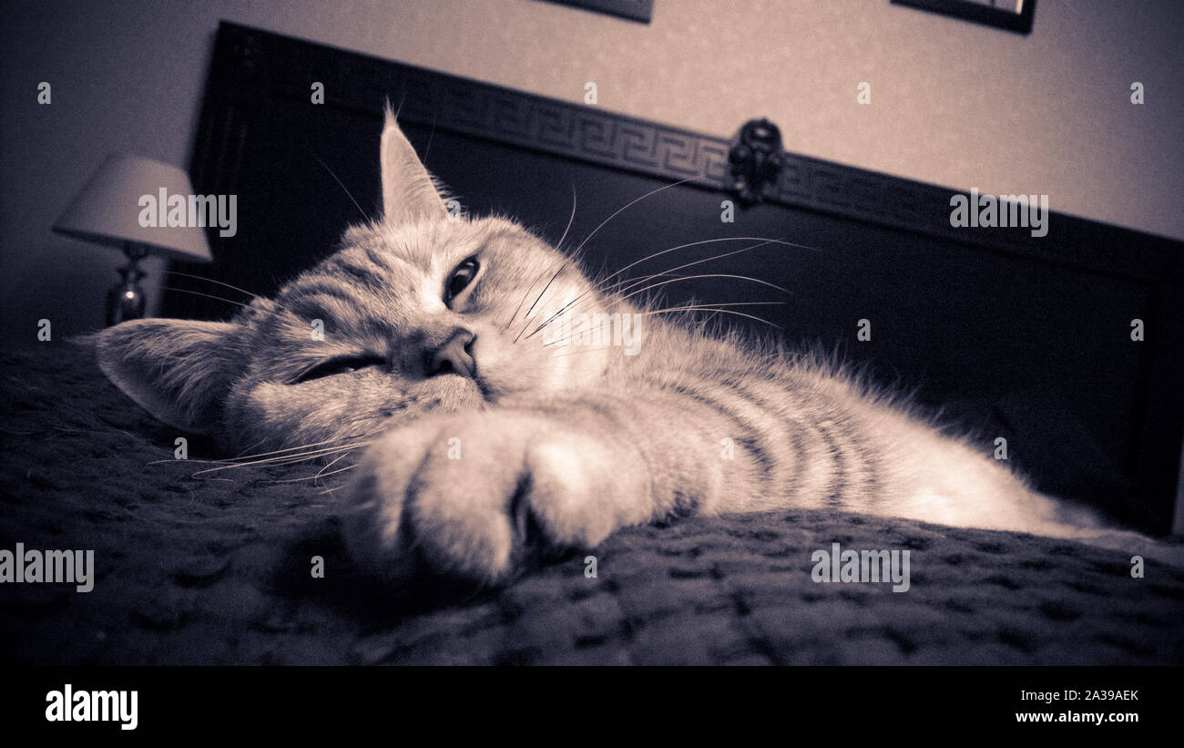 lazy british cat on bed Stock Photo