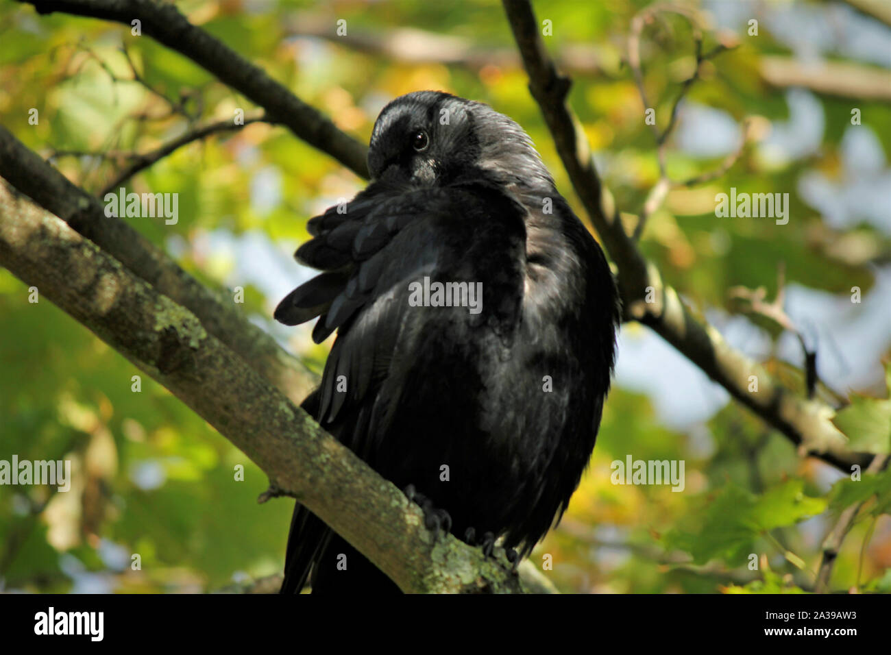 Maintenance, Carrion Crow, Nature, Autumn Stock Photo