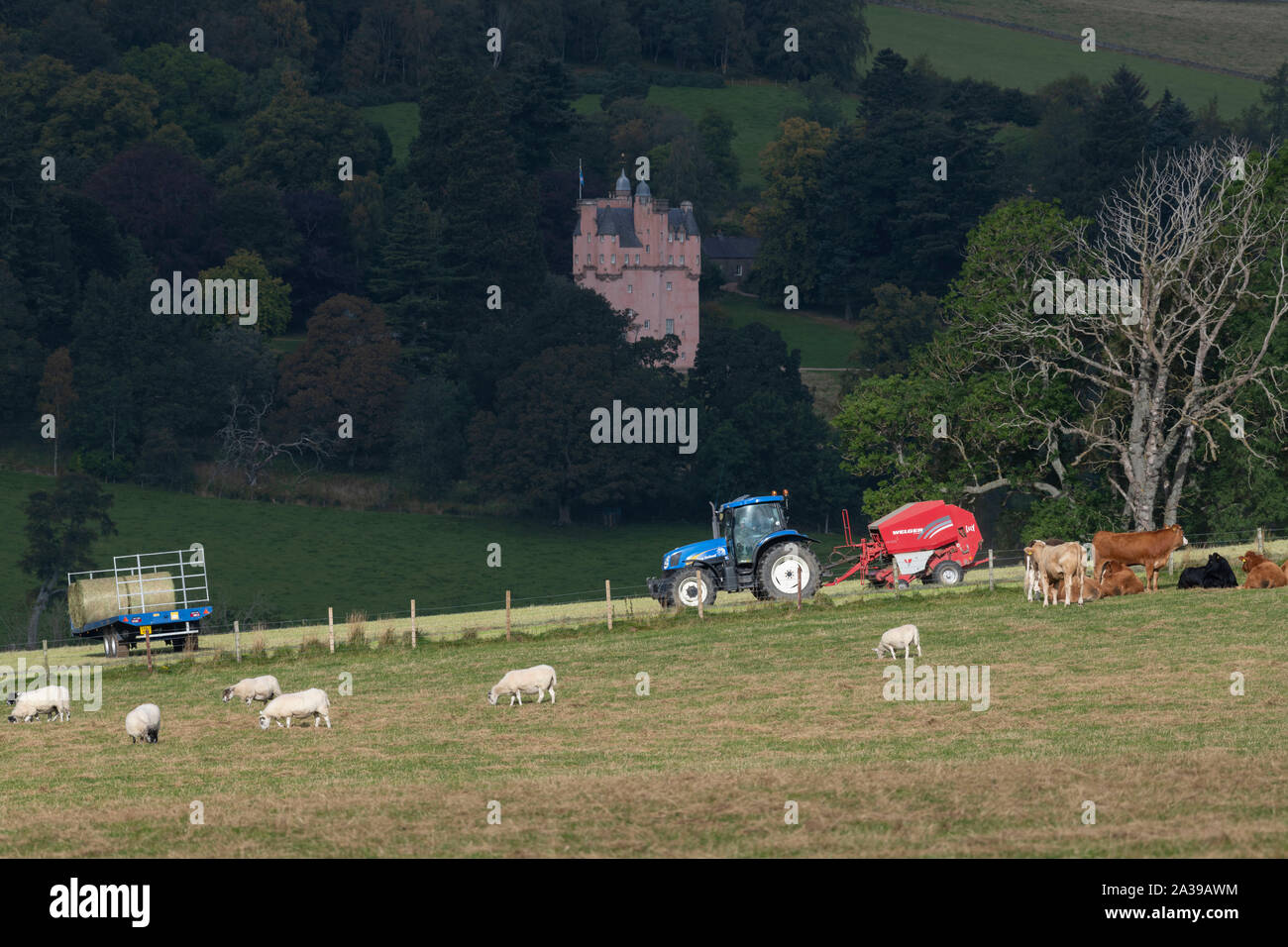 A Half Loaded Trailer Waits While a Farmer Bales Hay with Sheep and Cows Grazing in the Next Field in the Scottish Countryside Near Craigievar Castle Stock Photo