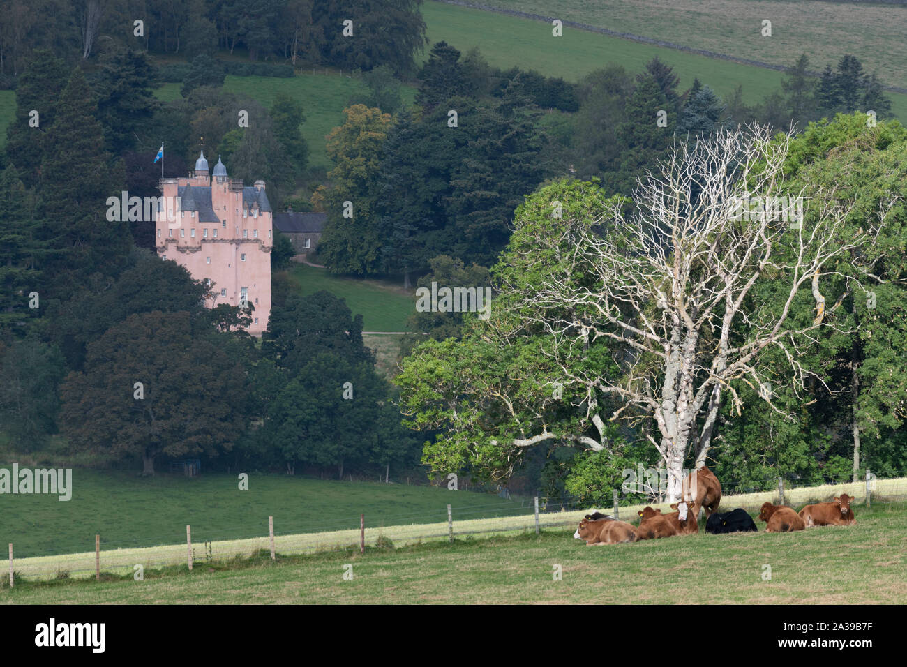 A Small Herd of Cows Lying Together in a Field in Sunshine with Craigievar Castle in the Background on a Wooded Hillside in Shade Stock Photo