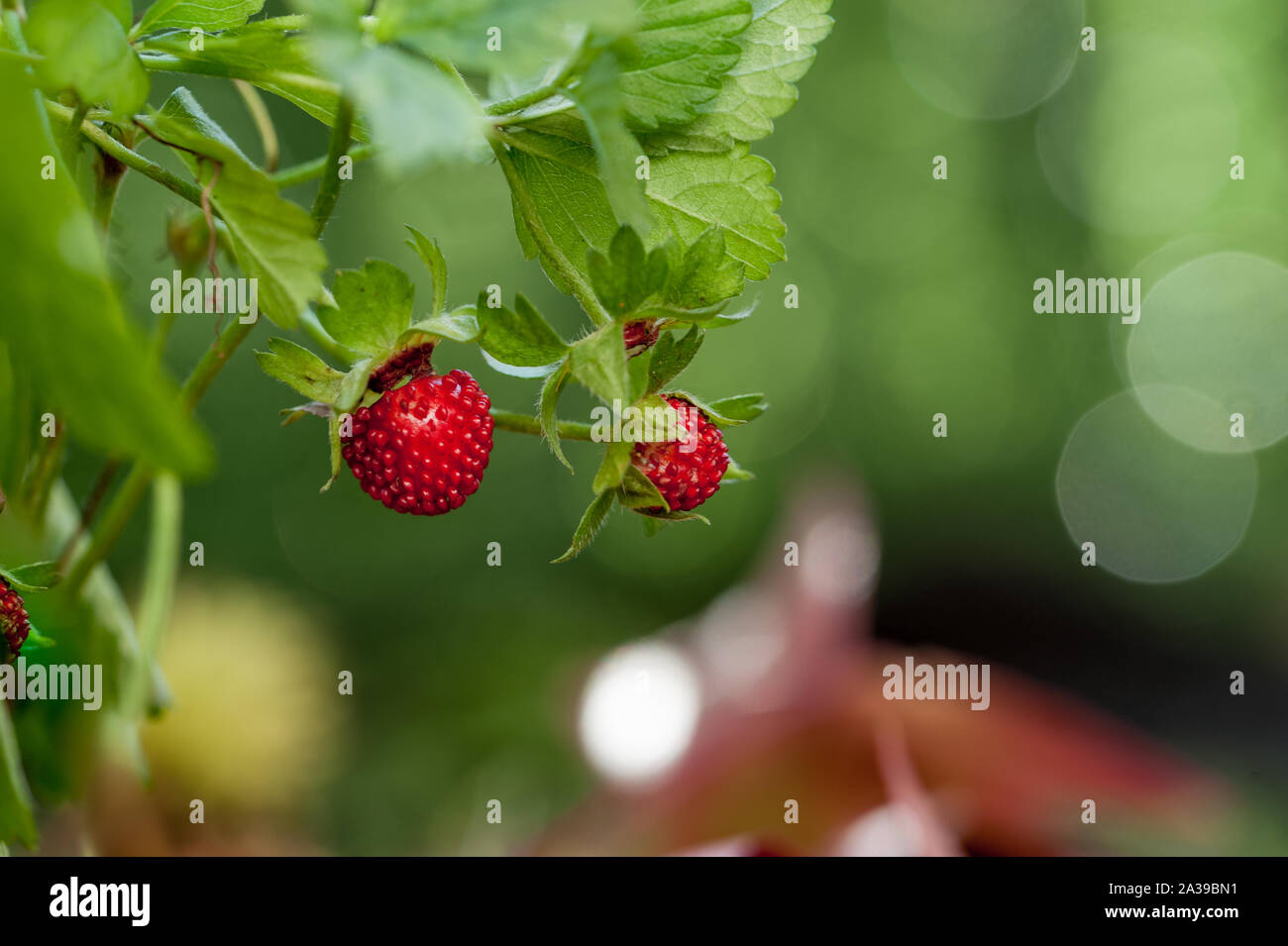 Wild strawberries in a forest Stock Photo - Alamy