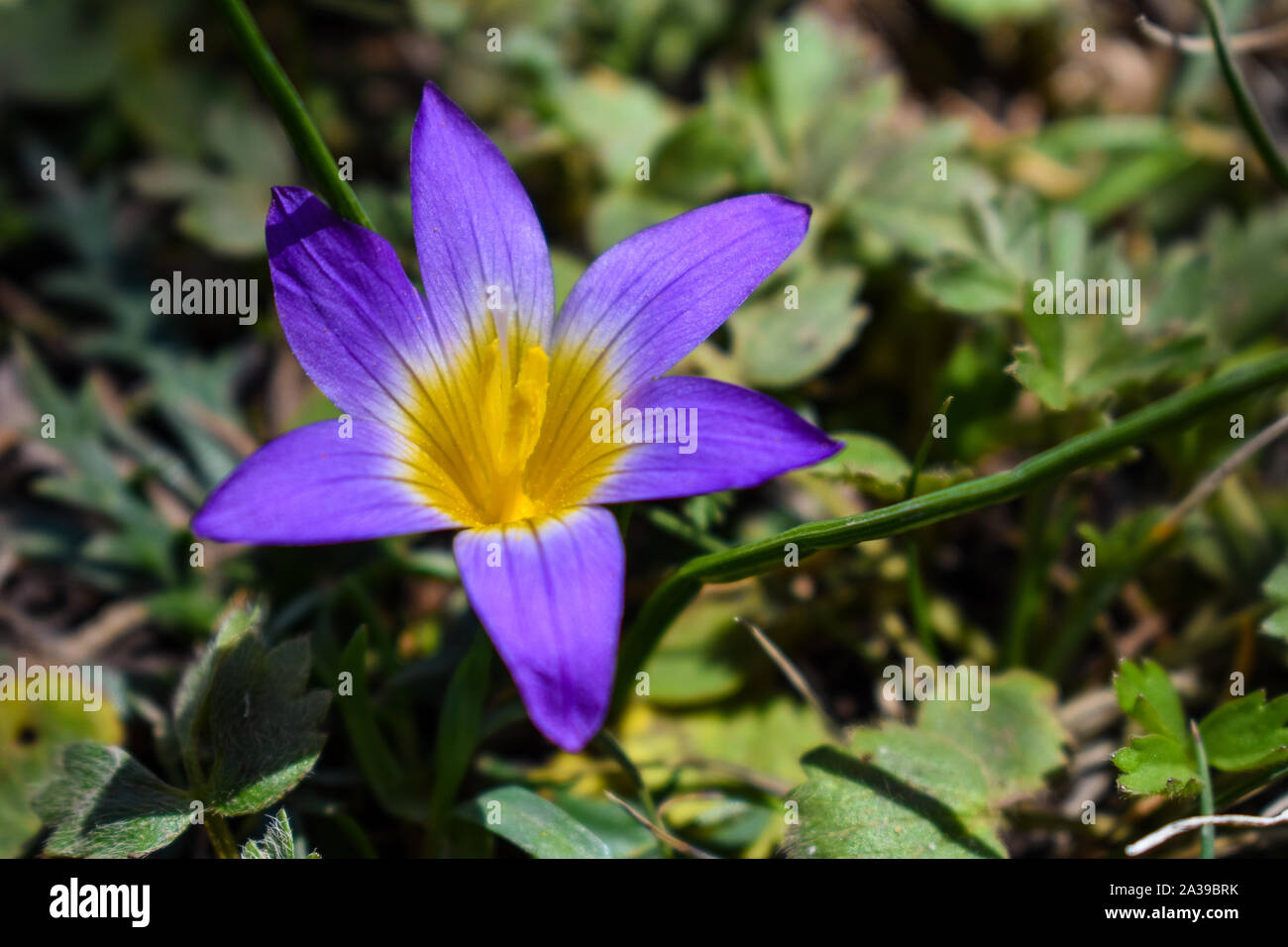 Crocus-leaved romulea beautiful flower with it's purple and yellow colors Stock Photo