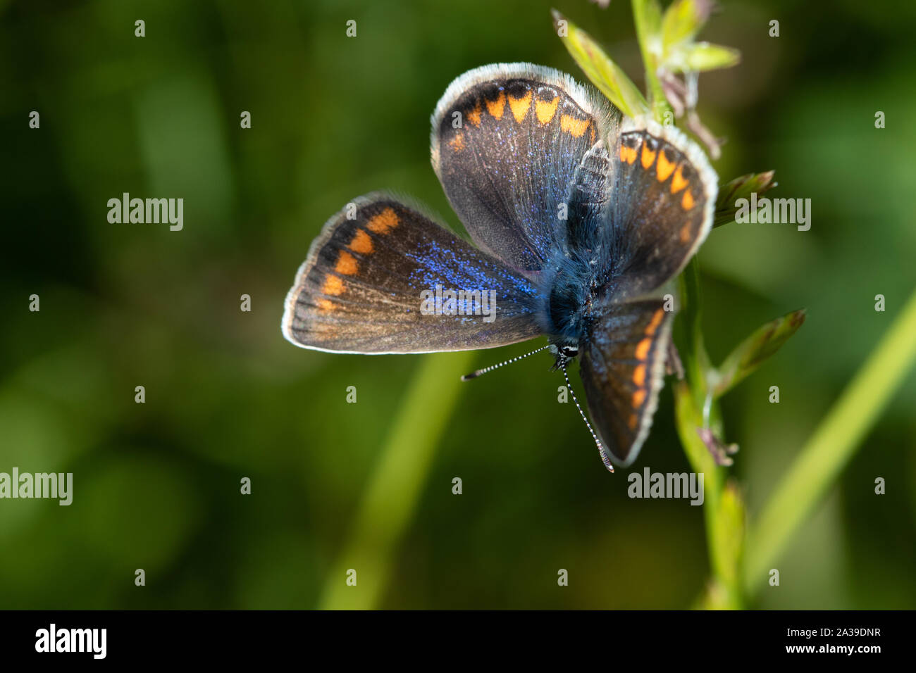 female Common Blue (Polyommatus icarus) basking on a plant stem Stock Photo