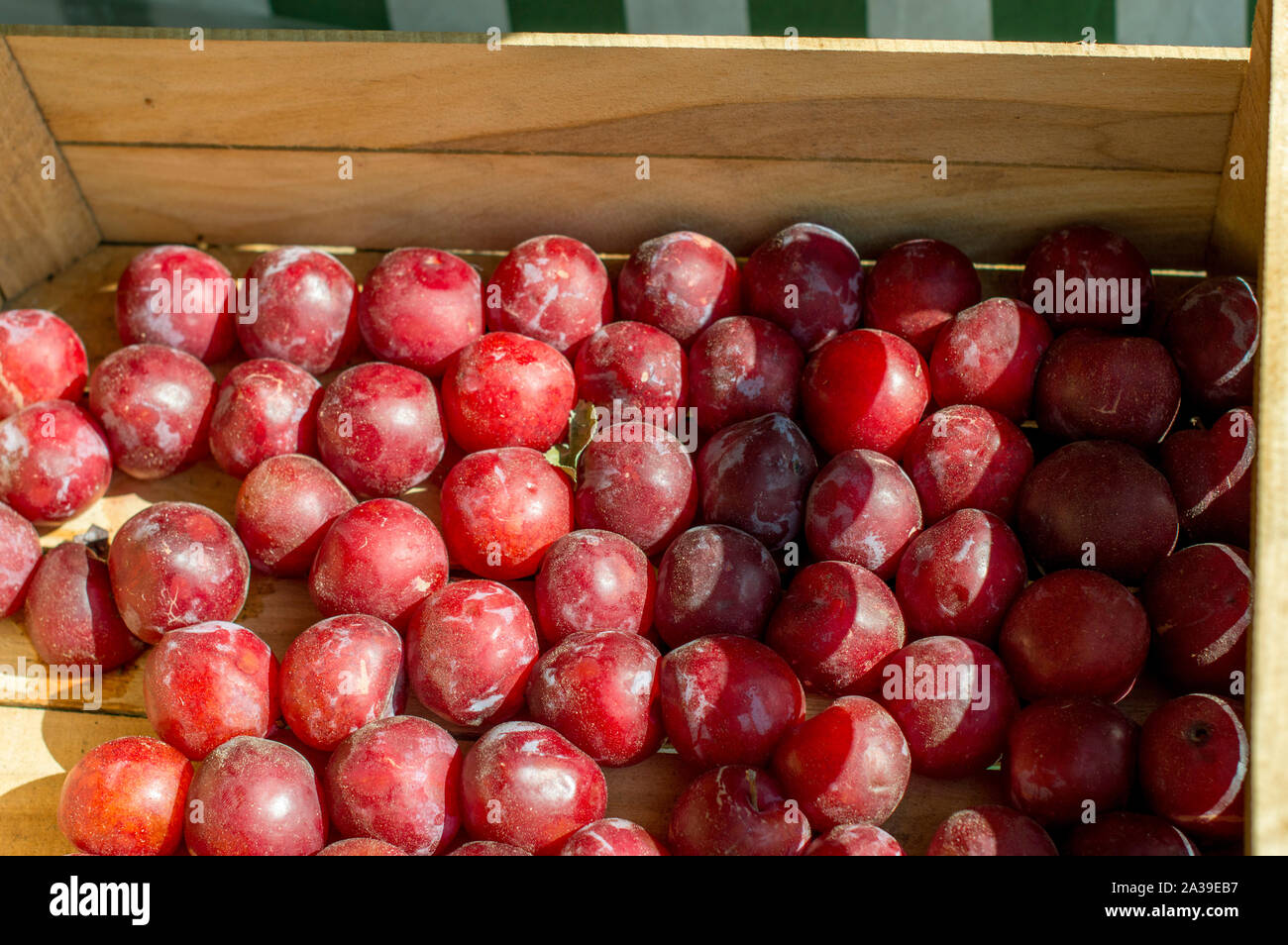 Juicy, large, ripe plums lie in the sun for sale in the market. Close-up. Stock Photo