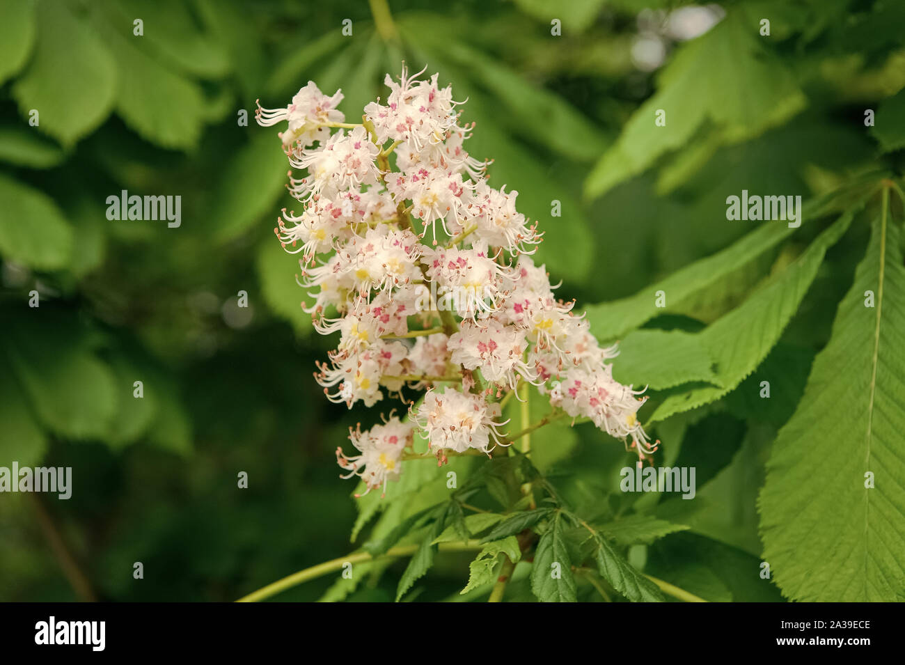 All flowers are beautiful in their own way. Cluster with white chestnut