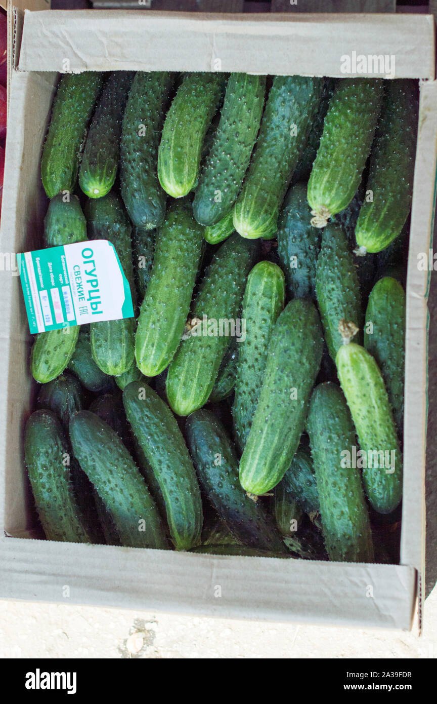 Green, delicious cucumbers lie on the counter in the fresh air and are ready for sale. Russia. Stock Photo