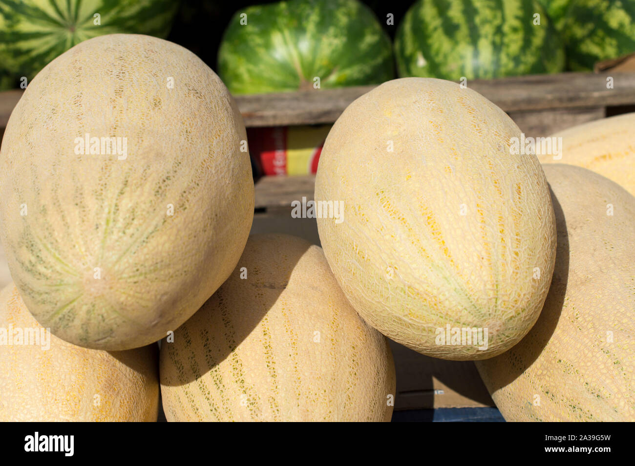 Juicy, ripe, yellow, huge melon lies on the counter of the bazaar