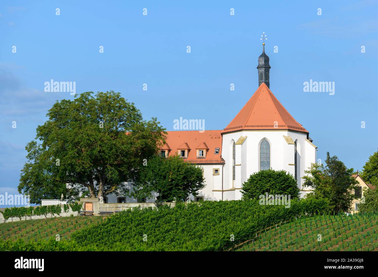 Vineyard with Vogelsburg with church Maria Schutz, Volkach, Mainfranken, Franconia, Lower Franconia, Bavaria, Germany Stock Photo