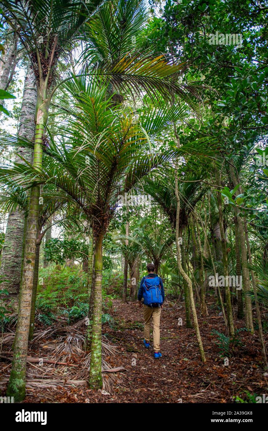 Young man walks on trail through Kauri Forest, Kauri Bushmans Memorial Scenic Reserve, Paparoa, Northland, North Island, New Zealand Stock Photo