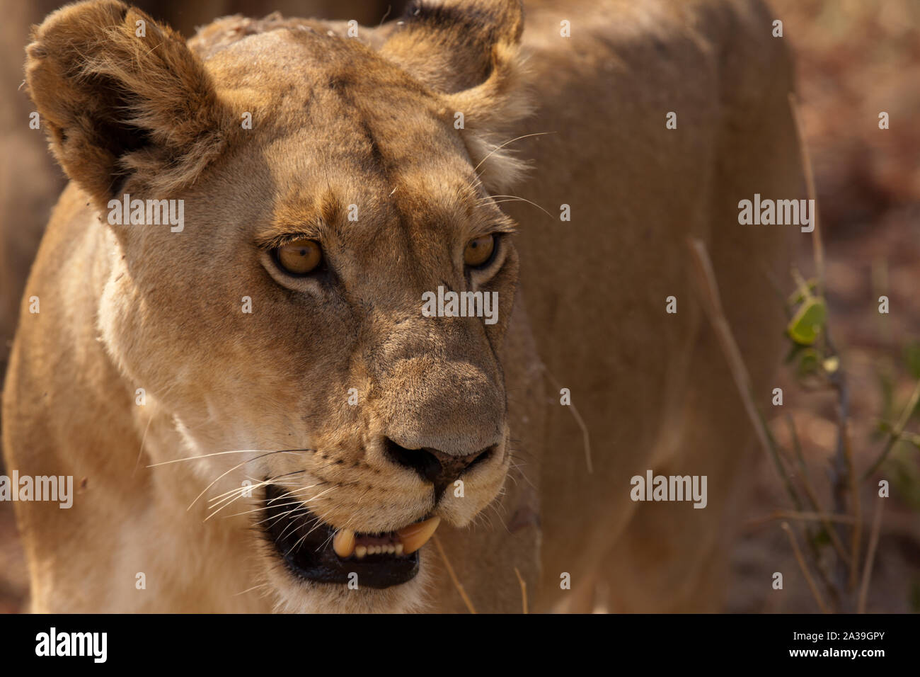 Close up of lioness's head; you can appreciate the power of these predators. Stock Photo