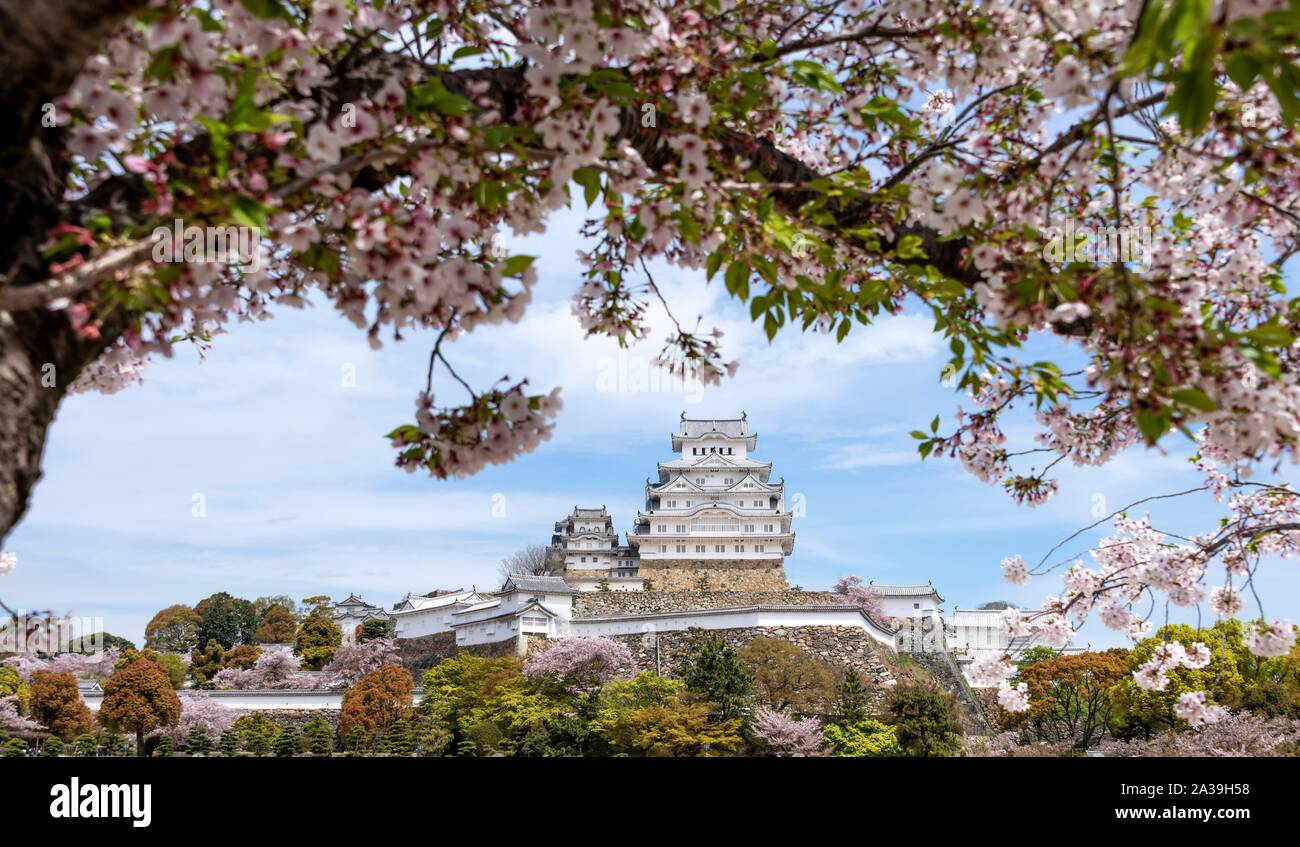 Blossoming cherry trees, Japanese cherry blossom, Himeji Castle, Himeji-jo, Shirasagijo or White Heron Castle, Prefecture Hyogo, Japan Stock Photo