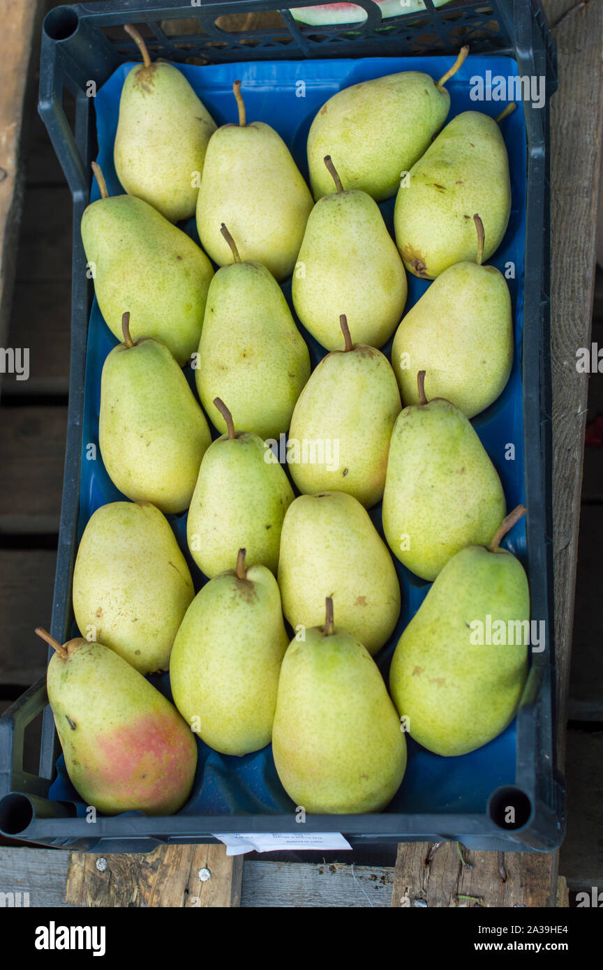 Ripe, juicy, yellow pears are in boxes and are prepared for sale. Close-up. Stock Photo