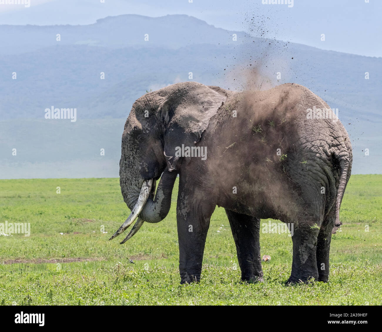 Large elephant starting to have a dust bath 3, Ngorongoro Crater, Tanzania Stock Photo