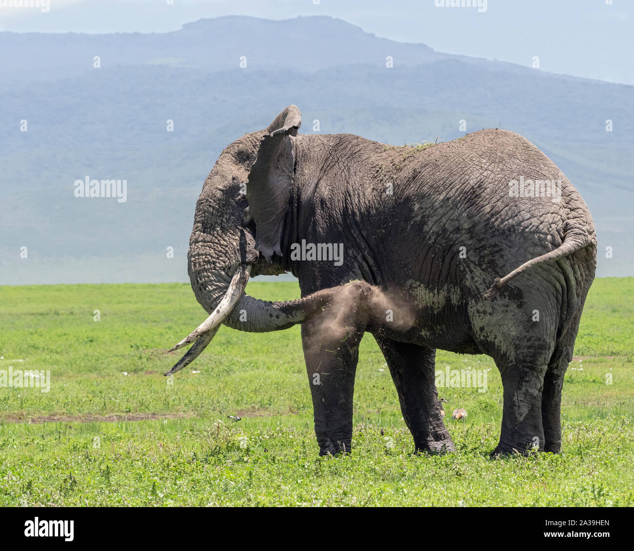 Large elephant starting to have a dust bath 1, Ngorongoro Crater, Tanzania Stock Photo