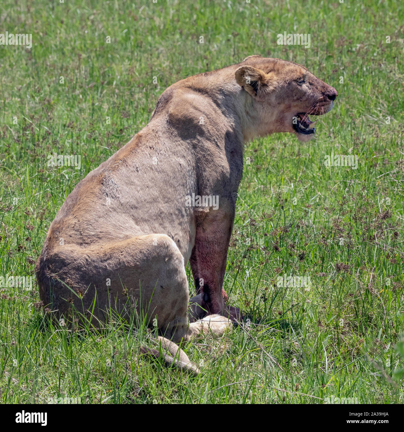 Lioness resting after feasting on a zebra carcass, Ngorongoro Crater, Tanzania Stock Photo