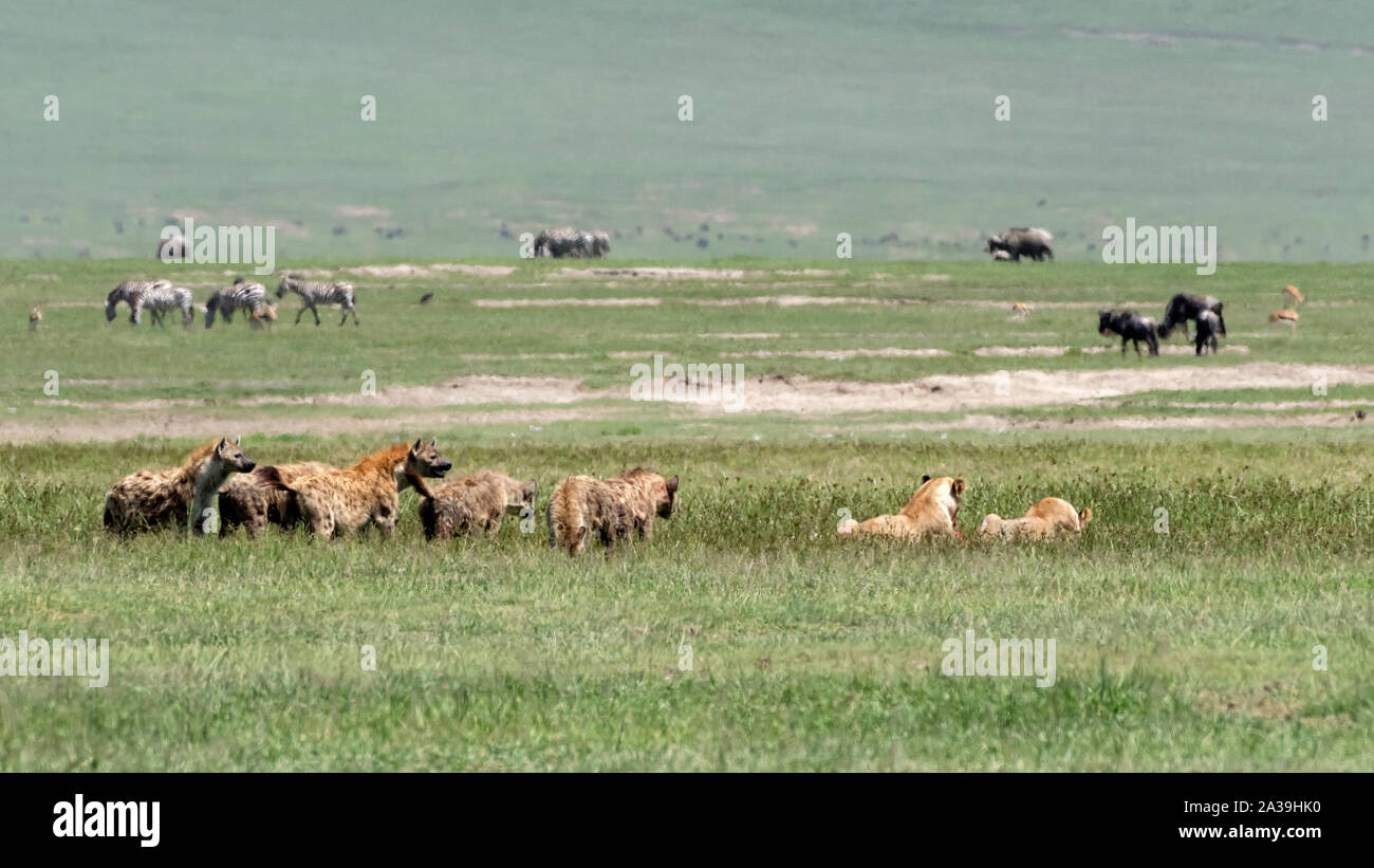 Hyenas harassing two female lions feasting on a zebra carcass in the mid-day heat haze, Ngorongoro Crater, Tanzania Stock Photo