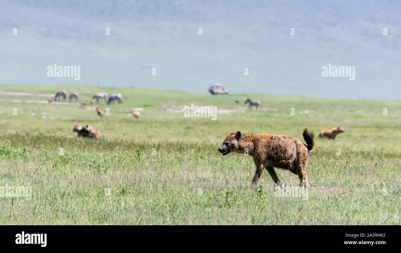 Hyenas closing in on two female lions feasting on a zebra carcass in the mid-day heat haze, Ngorongoro Crater, Tanzania Stock Photo