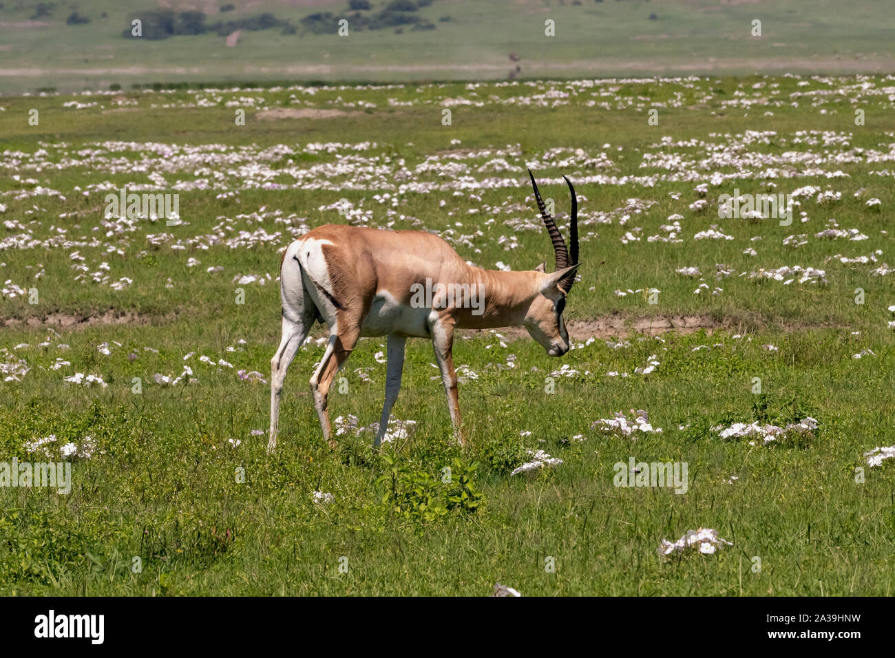 Long Horns Impala High Resolution Stock Photography and Images - Alamy