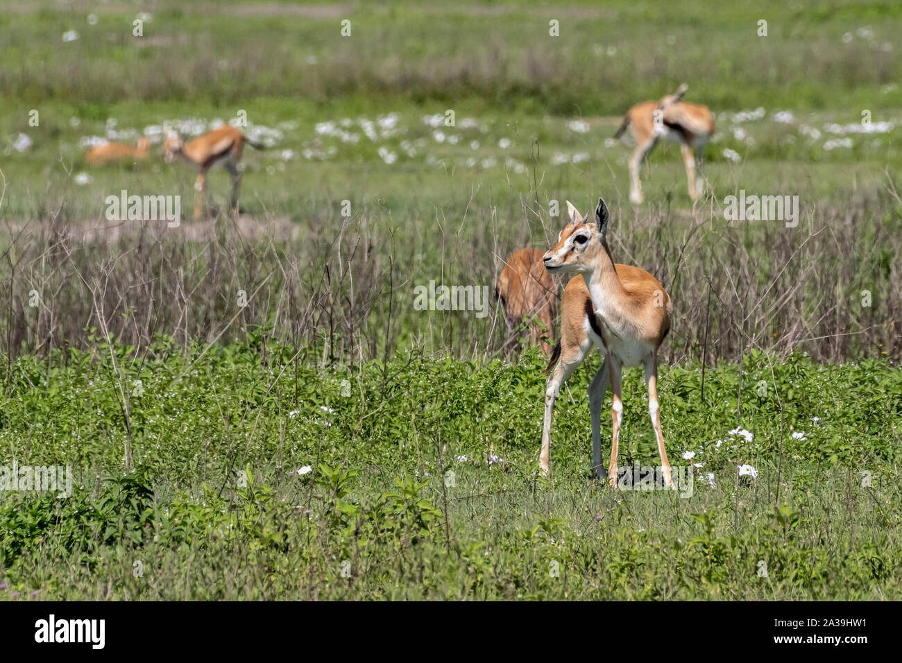 Thomson's gazelles (Eudorcas thomsonii) grazing in a field of spring ...