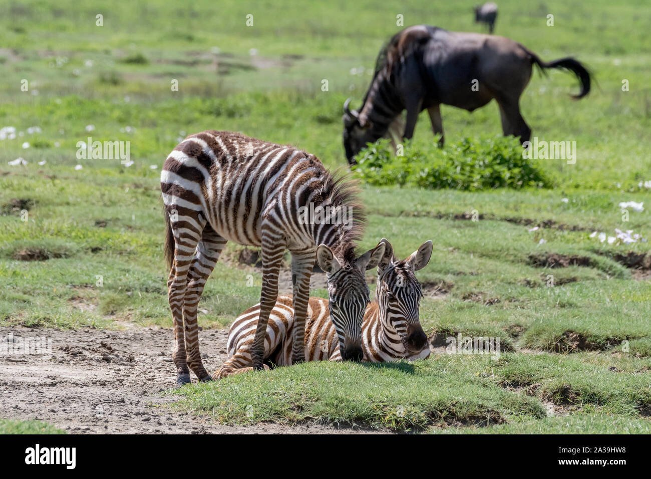 Young zebras and wildebeest in fresh grass, Ngorongoro Crater, Tanzania Stock Photo