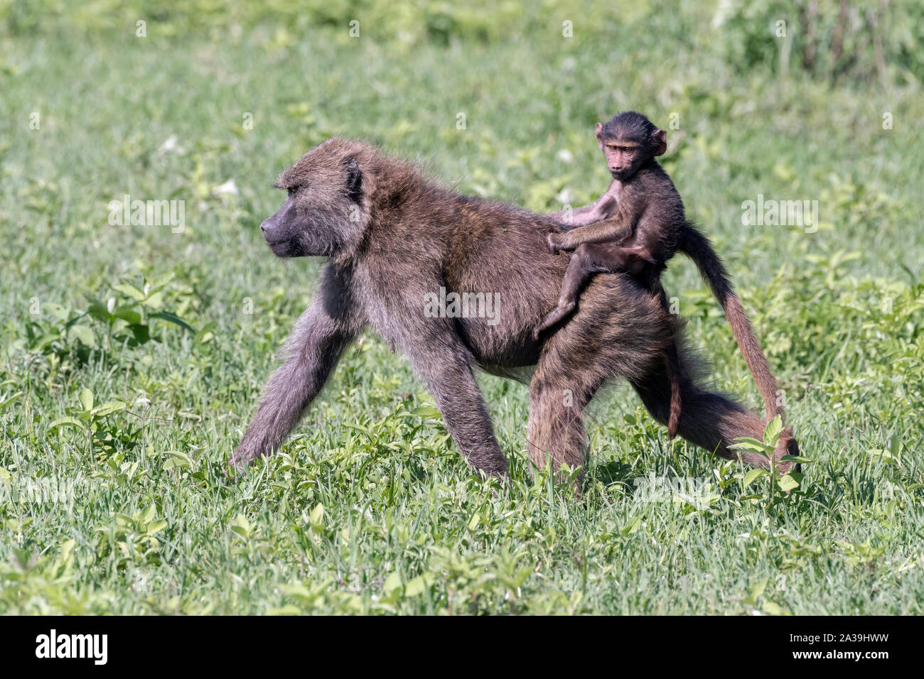 Ride 'em cowboy, a baby olive baboon riding bareback on its mother's back, Ngorongoro Crater, Tanzania Stock Photo