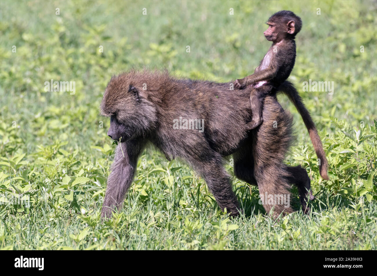 Olive baboon on mothers back hi-res stock photography and images - Alamy