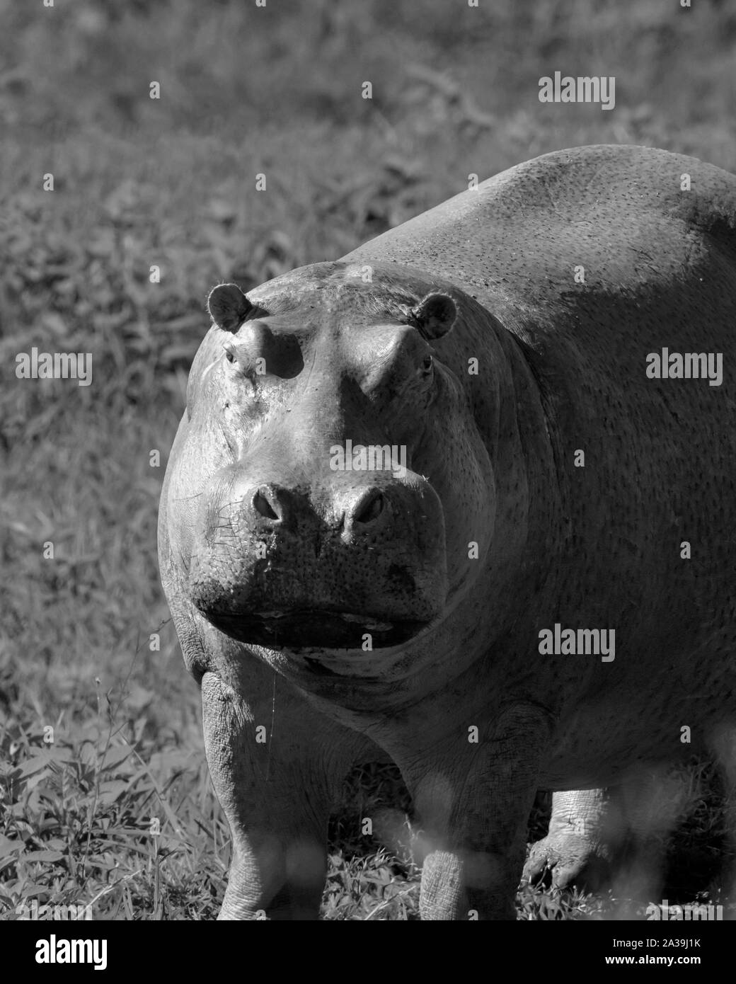 Hippo out of the water in daylight, black and white, Ngorongoro Crater, Tanzania Stock Photo