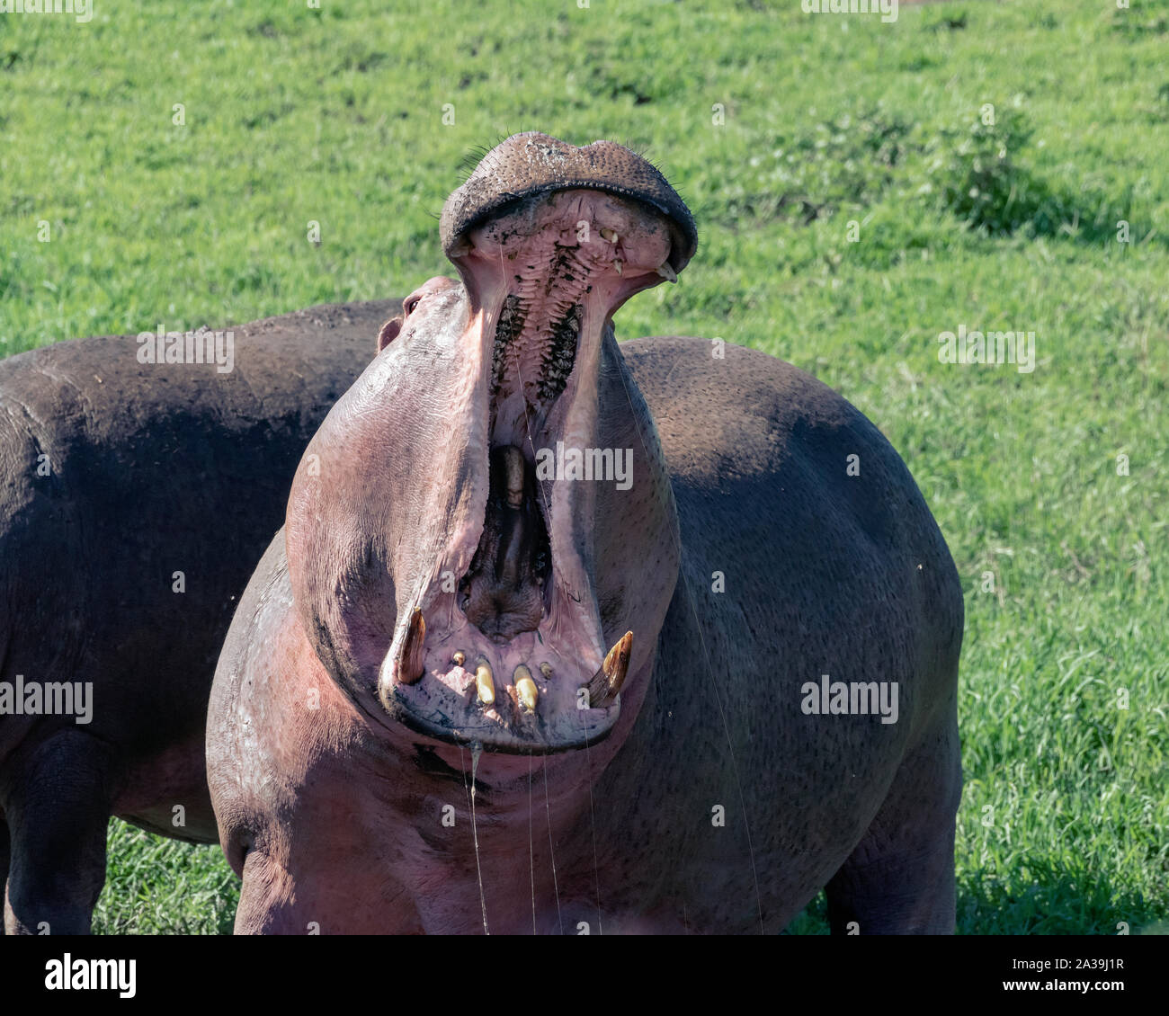 Drooling hippo with wide open mouth, daytime, Ngorongoro Crater, Tanzania Stock Photo