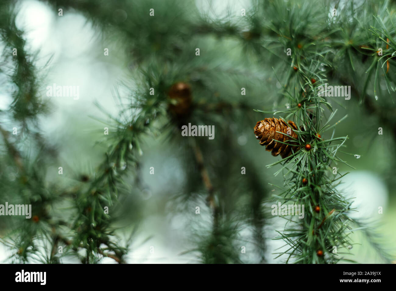 Pine cone close up hi-res stock photography and images - Alamy
