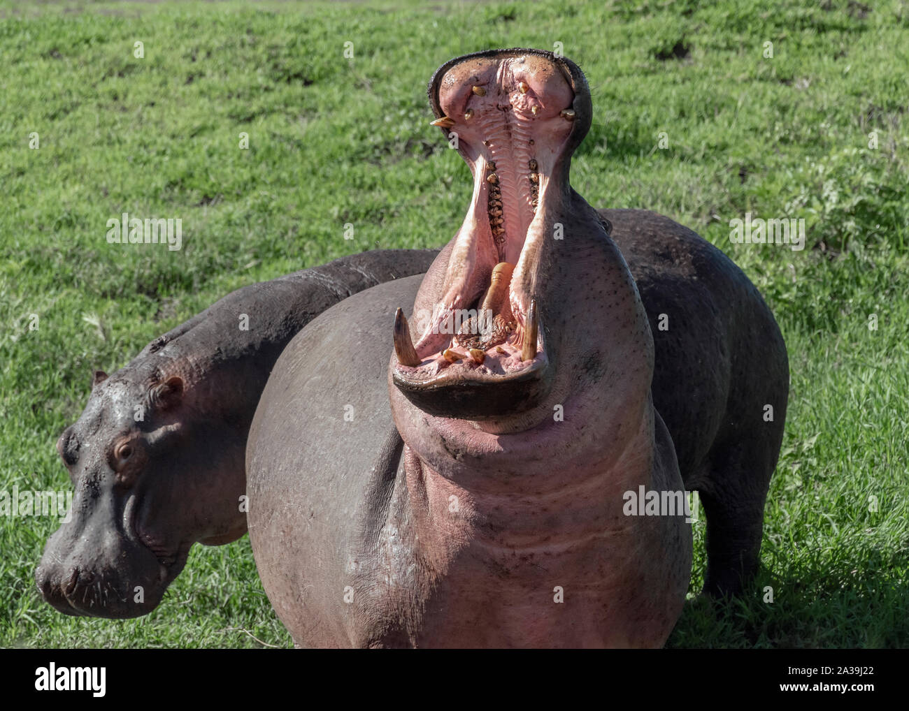 Pair of hippos (Hippopotamus amphibius) in open, one with wide open mouth, Ngorongoro Crater, Tanzania Stock Photo
