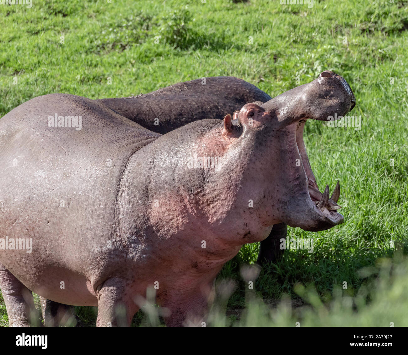 Hippo (Hippopotamus amphibius) in fresh grass in daylight, Ngorongoro Crater, Tanzania Stock Photo