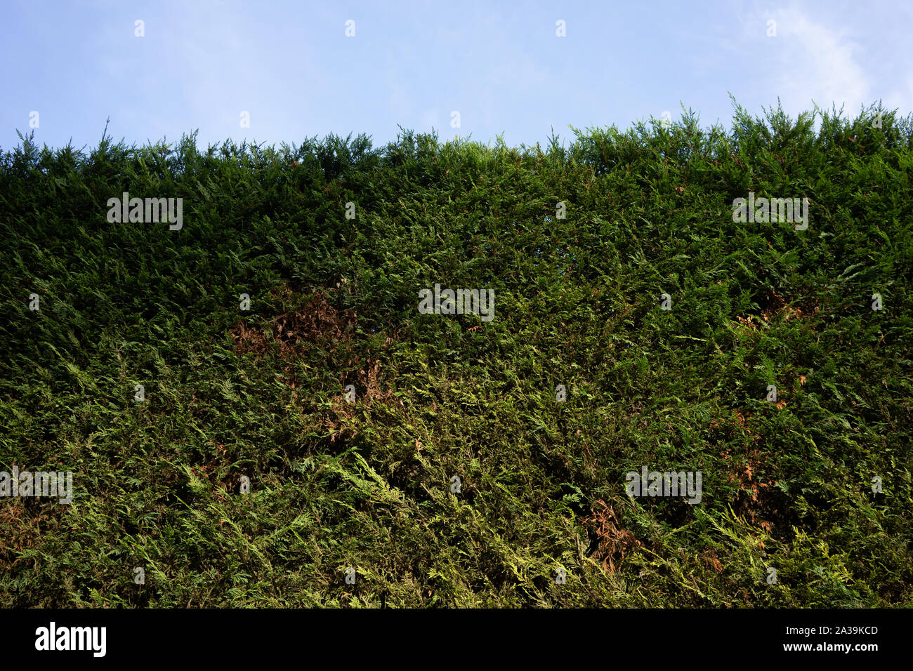 Green Hedge on a Curb Stock Photo