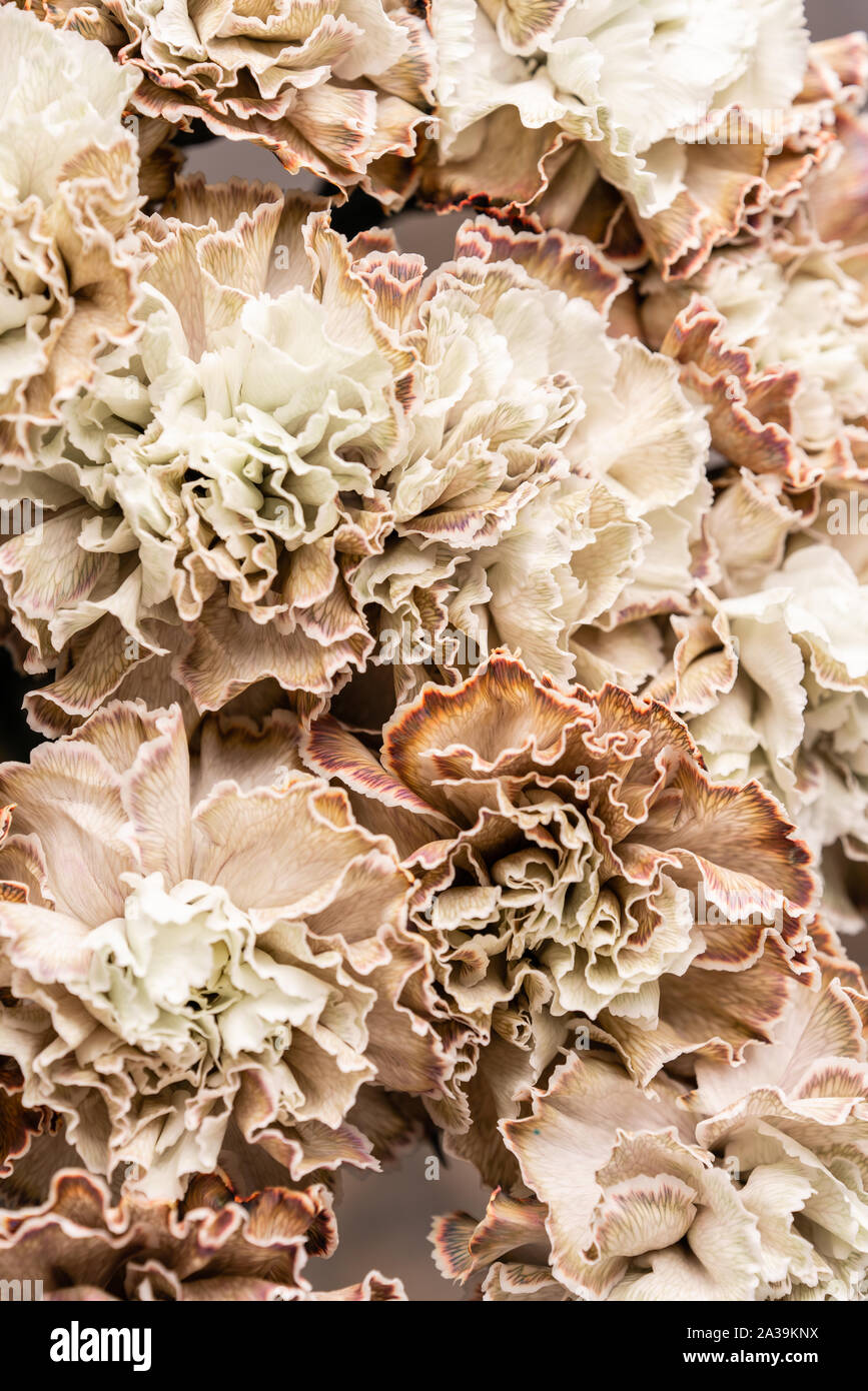 Petal of beige dyed Carnation, flower background. Dianthus caryophyllus