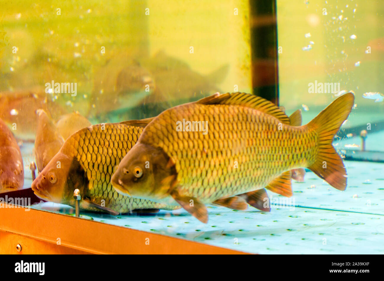 Live carp fish in an aquarium, prepared for sale. Russia. Stock Photo