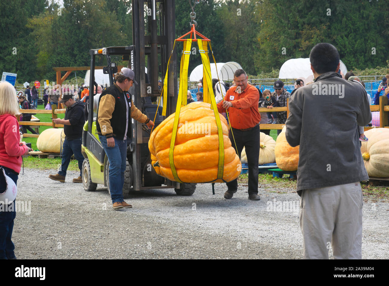 Giant Pumpkin Weigh Off Langley B C Canada Oct 5 2019 Forklift Operator Moves A Giant Pumpkin To The Scale As Two Men Guide It Stock Photo Alamy