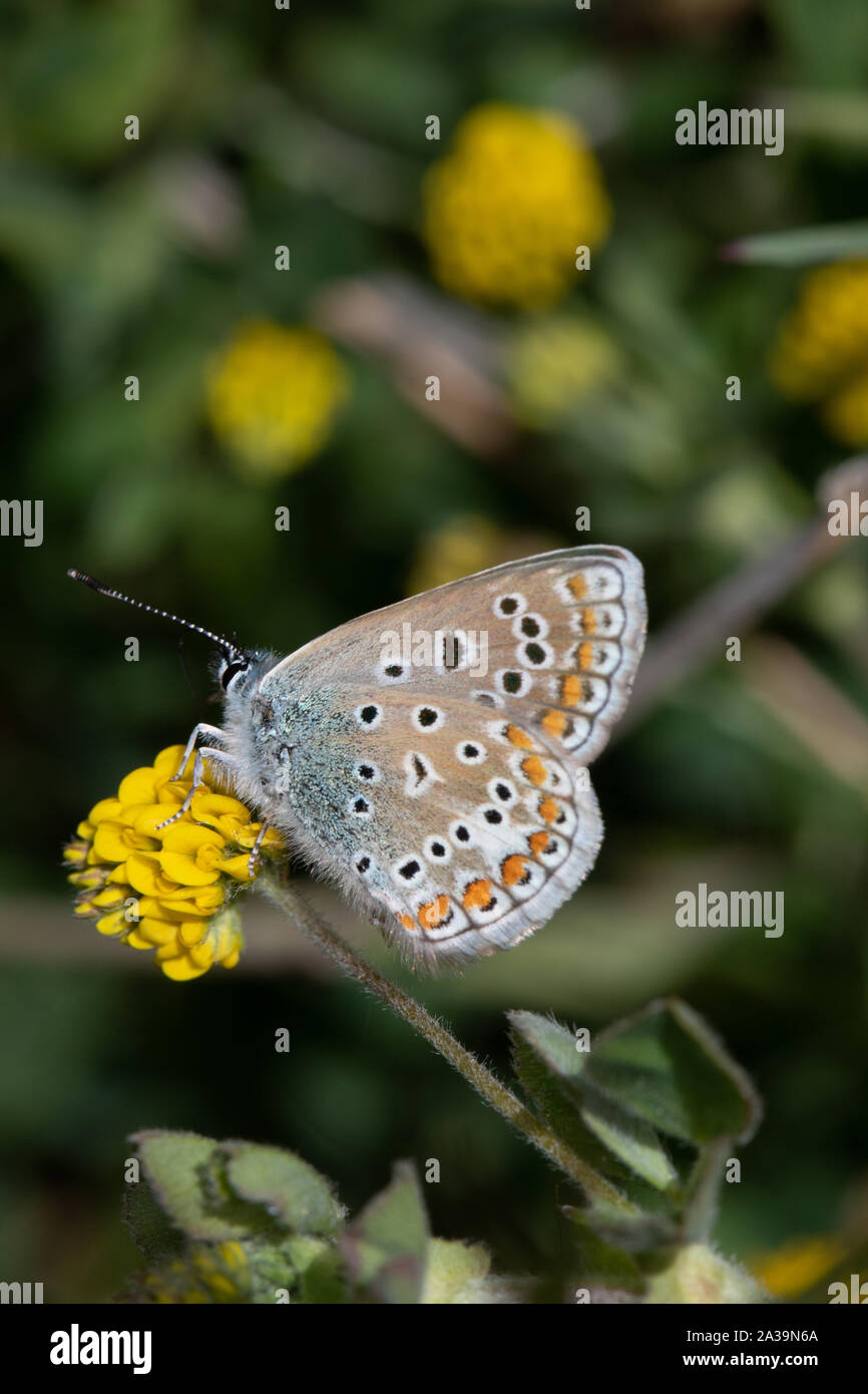 Common Blue (Polyommatus icarus) butterfly resting on a Hop Trefoil (Trifolium campestre) flower Stock Photo