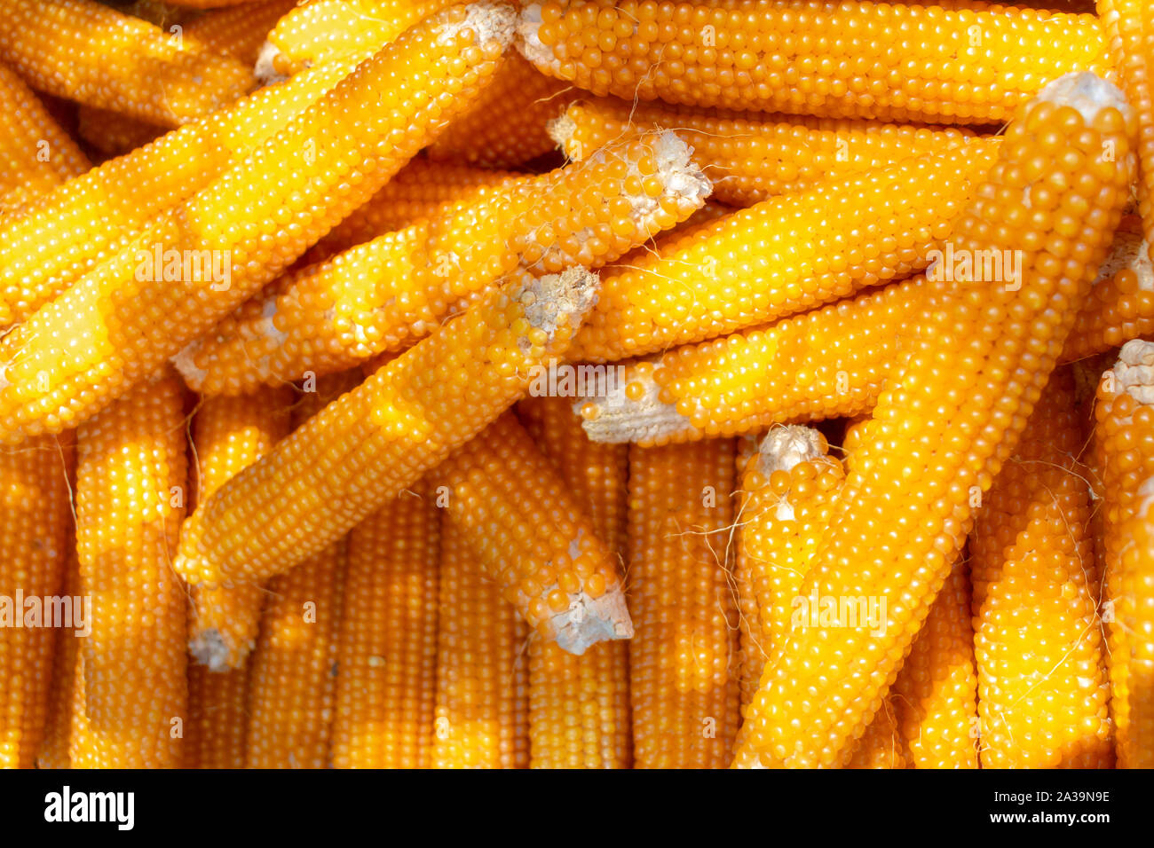 Dried Yellow Corn on the Cob in a Pile Stock Photo Alamy