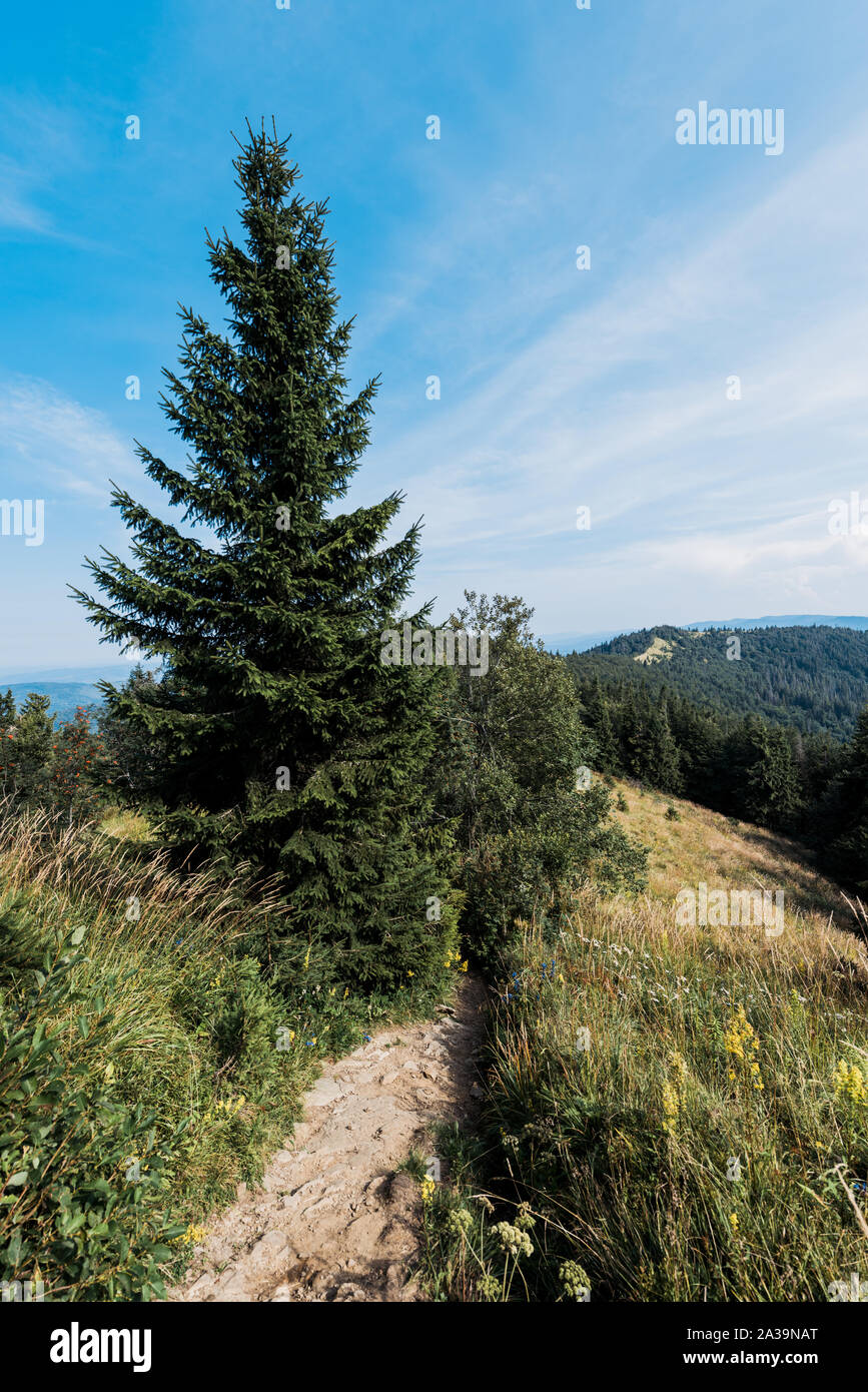Green pine trees on hill hi-res stock photography and images - Alamy
