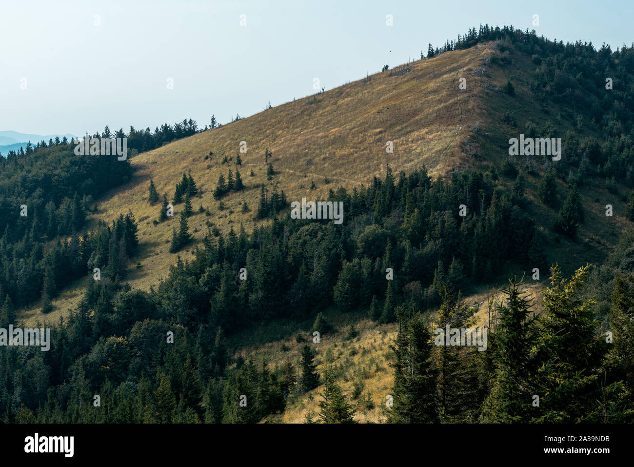 Green pine trees on hill hi-res stock photography and images - Alamy