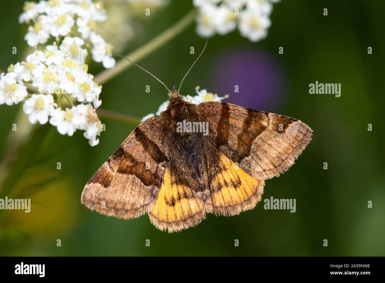 Burnet Companion (Euclidia glyphica) moth feeding on white umbellifer flowers Stock Photo